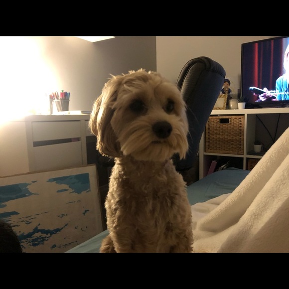 Meet your Posher, Victoria - Picture 1 of 1